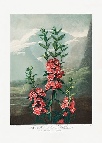 The NarrowaÂ€Â“Leaved Kalmia from The Temple of Flora (1807) White Modern Wood Framed Art Print with Double Matting by Pictufy