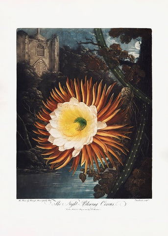 The NightaÂ€Â“Blowing Cereus from The Temple of Flora (1807) White Modern Wood Framed Art Print with Double Matting by Pictufy