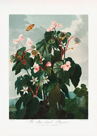 The ObliqueaÂ€Â“Leaved Begonia from The Temple of Flora (1807) White Modern Wood Framed Art Print with Double Matting by Pictufy