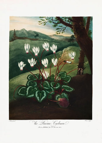 The Persian Cyclamen from The Temple of Flora (1807) Black Modern Wood Framed Art Print by Pictufy