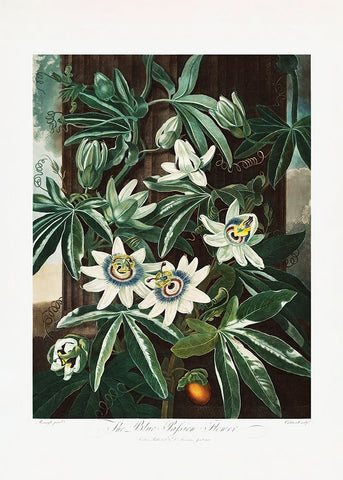 The Passiflora Cerulea from The Temple of Flora (1807) Black Modern Wood Framed Art Print by Pictufy