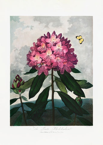 The Pontic Rhododendron from The Temple of Flora (1807) Black Modern Wood Framed Art Print by Pictufy