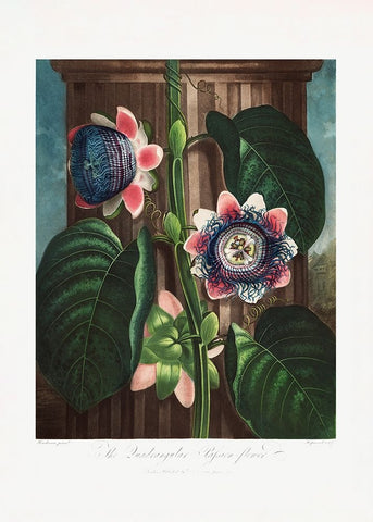 The Quadrangular Passion Flower from The Temple of Flora (1807) White Modern Wood Framed Art Print with Double Matting by Pictufy