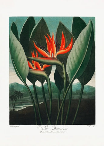 The QueenaÂ€Â“Plant from The Temple of Flora (1807) Black Modern Wood Framed Art Print by Pictufy