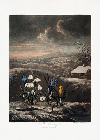 The Snowdrops from The Temple of Flora (1807) White Modern Wood Framed Art Print with Double Matting by Pictufy