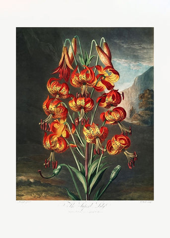 The Superb Lily from The Temple of Flora (1807) White Modern Wood Framed Art Print with Double Matting by Pictufy