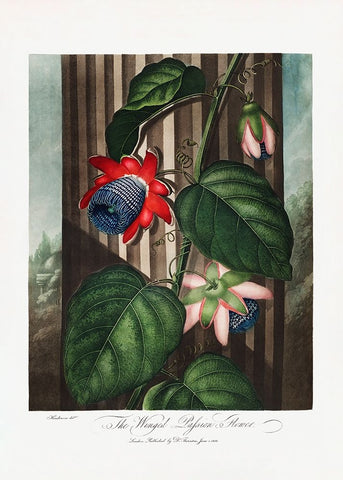 The Winged Passion-Flower from The Temple of Flora (1807) Black Modern Wood Framed Art Print by Pictufy