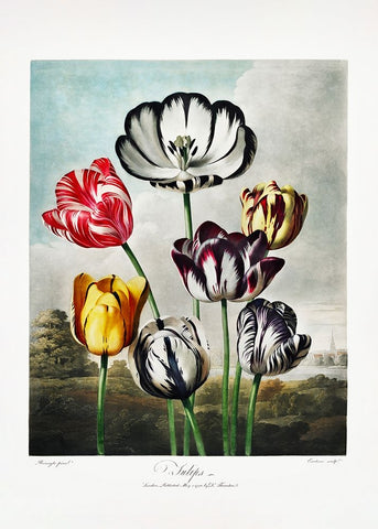 Tulips from The Temple of Flora (1807) White Modern Wood Framed Art Print with Double Matting by Pictufy