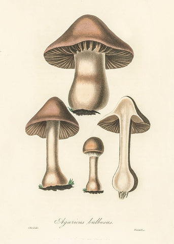 Agaricus Bulbosus Illustration. Medical Botany 1836 Black Modern Wood Framed Art Print by Pictufy