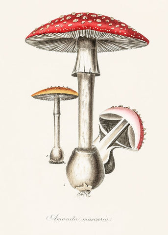 Amanita Muscaria Illustration. Medical Botany 1836 White Modern Wood Framed Art Print with Double Matting by Pictufy