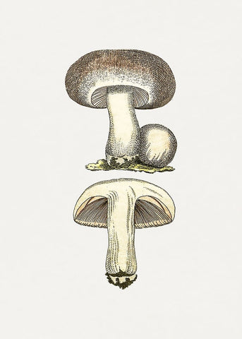 Hand Drawn Field Mushroom Gray Black Ornate Wood Framed Art Print with Double Matting by Pictufy