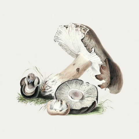 Vintage Agaricus Augustus Mushroom Black Modern Wood Framed Art Print by Pictufy