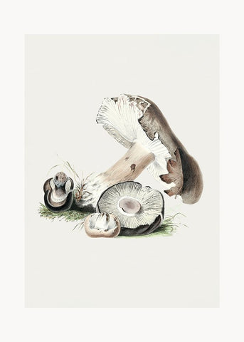 Vintage Agaricus Augustus Mushroom 50x70 Black Modern Wood Framed Art Print by Pictufy