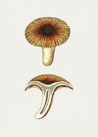 Vintage Chanterelles Edible Mushroom White Modern Wood Framed Art Print with Double Matting by Pictufy