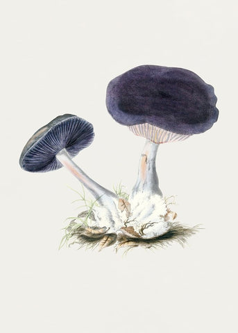 Vintage Violet Webcap Mushroom White Modern Wood Framed Art Print with Double Matting by Pictufy