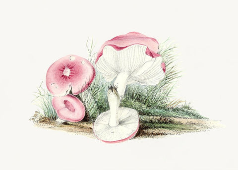 Vintage Russula Emetica Mushroom White Modern Wood Framed Art Print with Double Matting by Pictufy