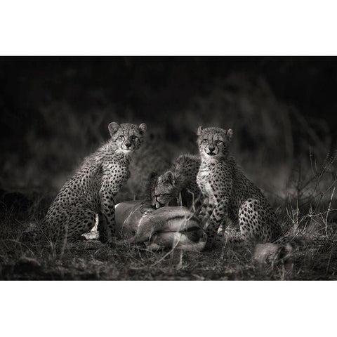 Cheetah Cubs White Modern Wood Framed Art Print by Moreno, Mario