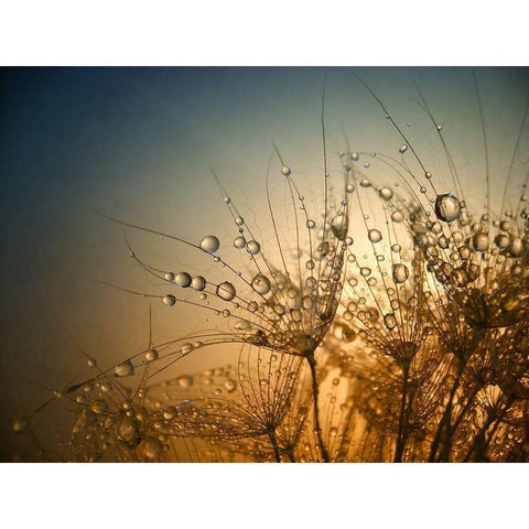 Tender Is The Night Gold Ornate Wood Framed Art Print with Double Matting by Lazarov, Dimitar