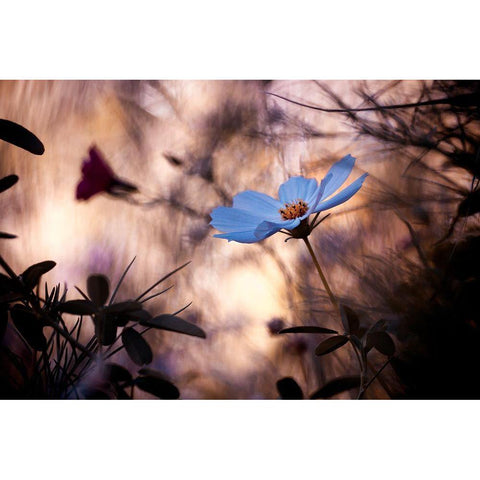 Lindiffacrence Black Modern Wood Framed Art Print with Double Matting by Bravin, Fabien