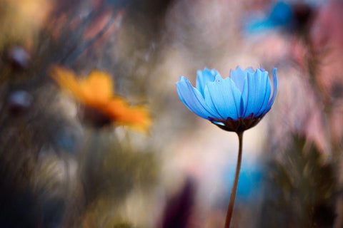 Do You Wanna Dance With Me Black Ornate Wood Framed Art Print with Double Matting by Bravin, Fabien