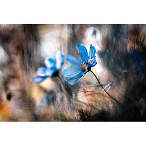 The Two Of Us Black Modern Wood Framed Art Print with Double Matting by Bravin, Fabien