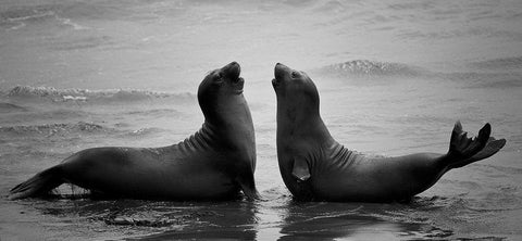 Dating White Modern Wood Framed Art Print with Double Matting by Tjandra, C.S.