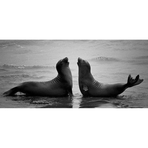 Dating Black Modern Wood Framed Art Print by Tjandra, C.S.