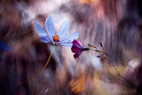 Le Rendez Vous White Modern Wood Framed Art Print with Double Matting by Bravin, Fabien