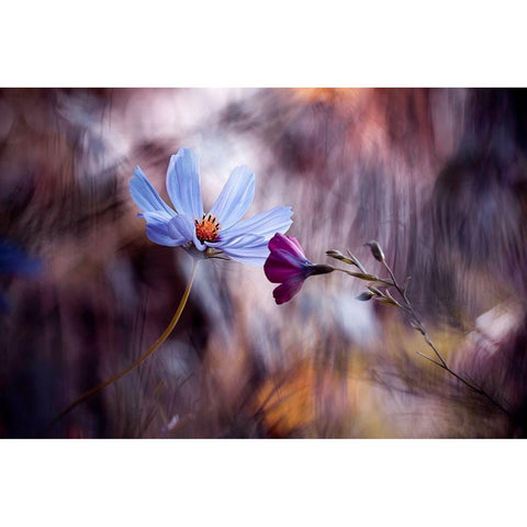 Le Rendez Vous Black Modern Wood Framed Art Print by Bravin, Fabien