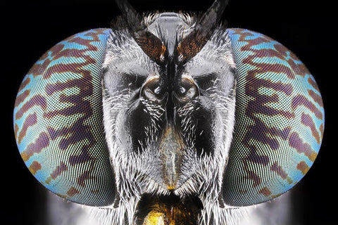 Soldier Fly White Modern Wood Framed Art Print with Double Matting by Jusa, Donald