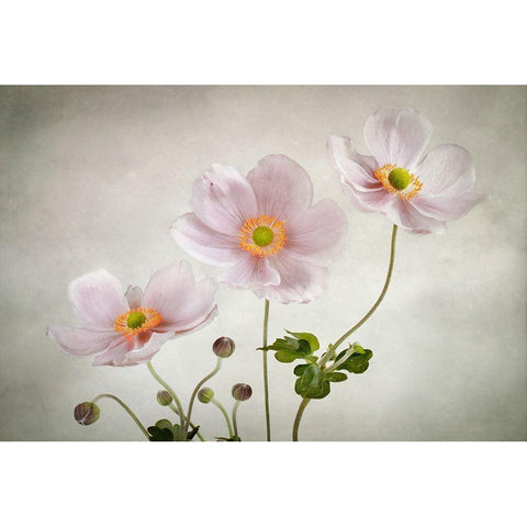 Anemones Black Modern Wood Framed Art Print with Double Matting by Disher, Mandy