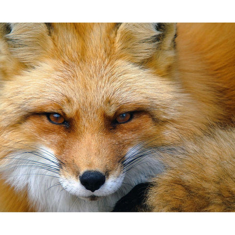 Foxy Lady Black Modern Wood Framed Art Print with Double Matting by Turgeon, Alain