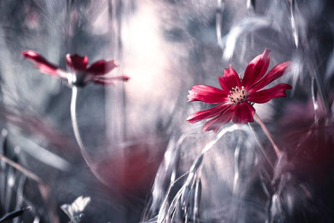 Seduction Games White Modern Wood Framed Art Print with Double Matting by Bravin, Fabien