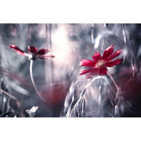 Seduction Games Black Modern Wood Framed Art Print with Double Matting by Bravin, Fabien