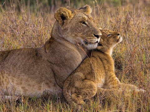 Baby Lion With Mother Black Ornate Wood Framed Art Print with Double Matting by Jager, Henry