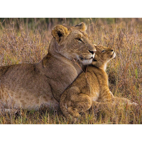 Baby Lion With Mother White Modern Wood Framed Art Print by Jager, Henry