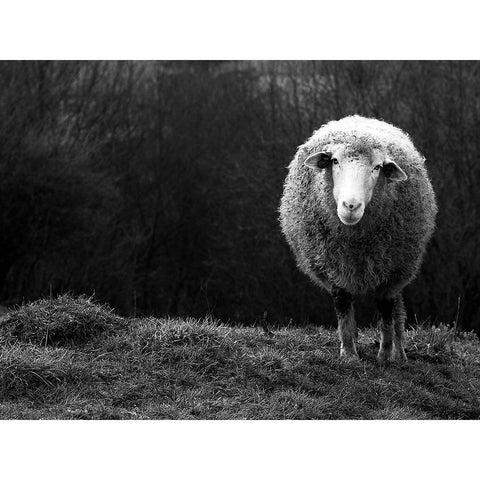 Wondering Sheep Black Modern Wood Framed Art Print with Double Matting by Ajven