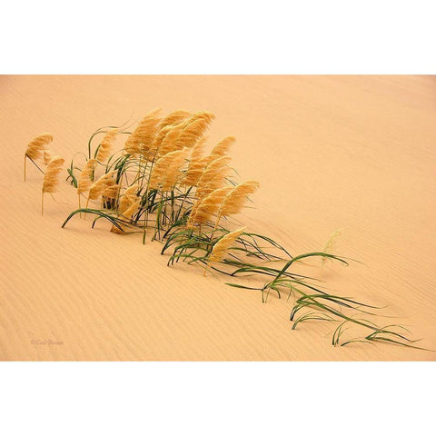 Pampas Grass In Sand Dune Black Modern Wood Framed Art Print by Bostek, Carl