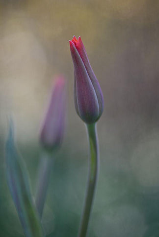 Untitled White Modern Wood Framed Art Print with Double Matting by Gronkjar, Lotte