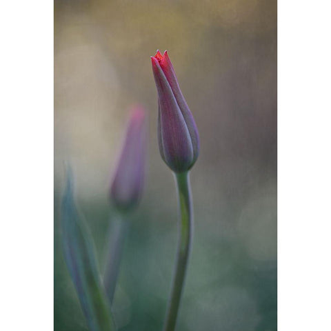 Untitled Gold Ornate Wood Framed Art Print with Double Matting by Gronkjar, Lotte