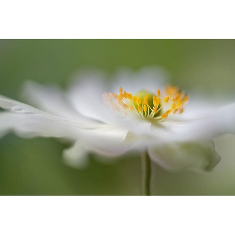 White Anemone White Modern Wood Framed Art Print by Disher, Mandy