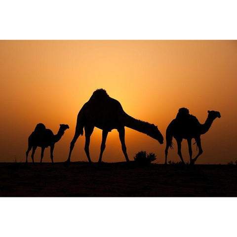 The Desert Ship White Modern Wood Framed Art Print by Al-Ibrahim, Ahmed