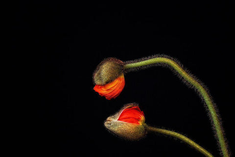 Tango Argentino Black Ornate Wood Framed Art Print with Double Matting by Droste, Holger