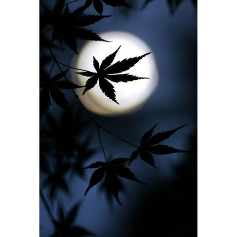 Color Of Japan Black Modern Wood Framed Art Print by Tomihisa, Kouji