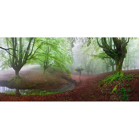 The Forest Maravillador Iii Black Modern Wood Framed Art Print with Double Matting by Pixelecta, Juan