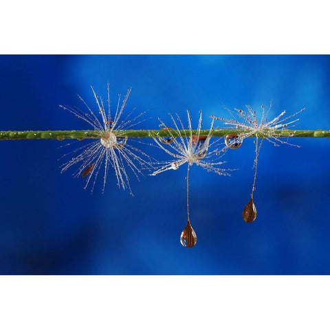 Blue Drops Of Life Black Modern Wood Framed Art Print by Westum, Heidi