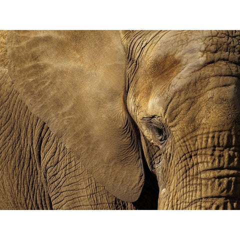 Natural Sepia Black Modern Wood Framed Art Print with Double Matting by Beerens, Jo