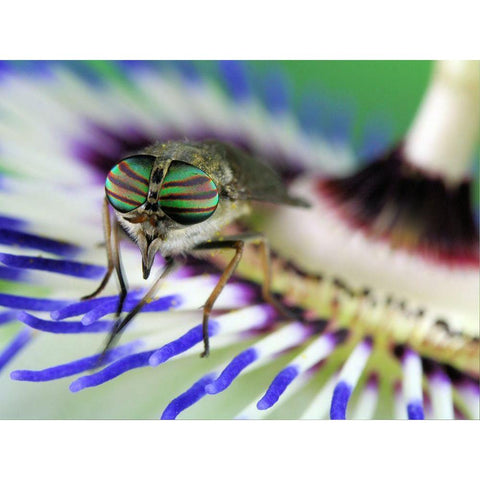 Eye-Catching Black Modern Wood Framed Art Print by Hoffman, Jimmy