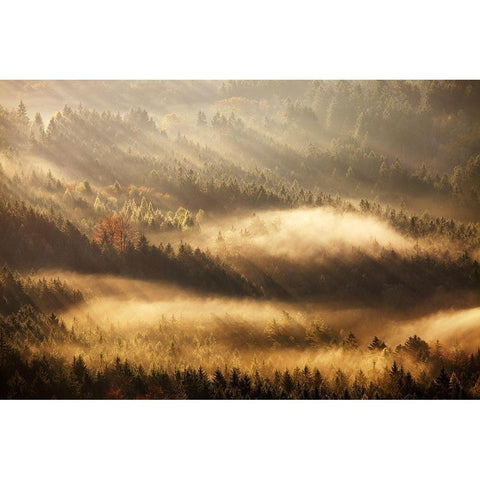 Autumn Rays Black Modern Wood Framed Art Print with Double Matting by Rak, Martin