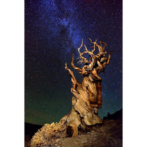 Bristlecone Pine Black Modern Wood Framed Art Print with Double Matting by Ghirardini, Tanja